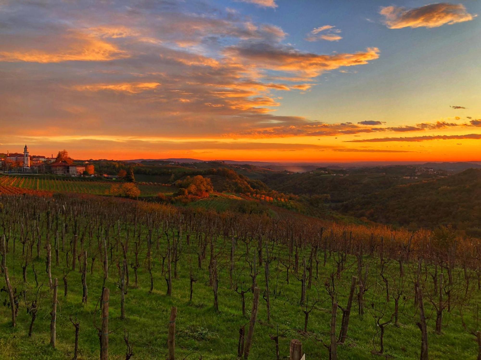 Peterc Vineyard Estate Bed and Breakfast Kojsko Εξωτερικό φωτογραφία