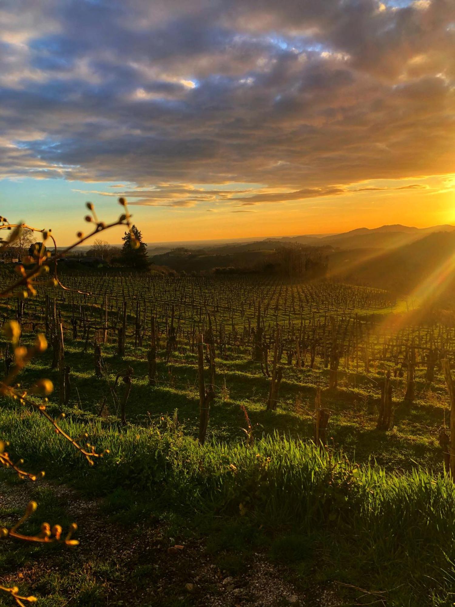 Peterc Vineyard Estate Bed and Breakfast Kojsko Εξωτερικό φωτογραφία